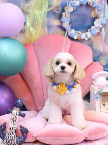 20240810みるくちゃん